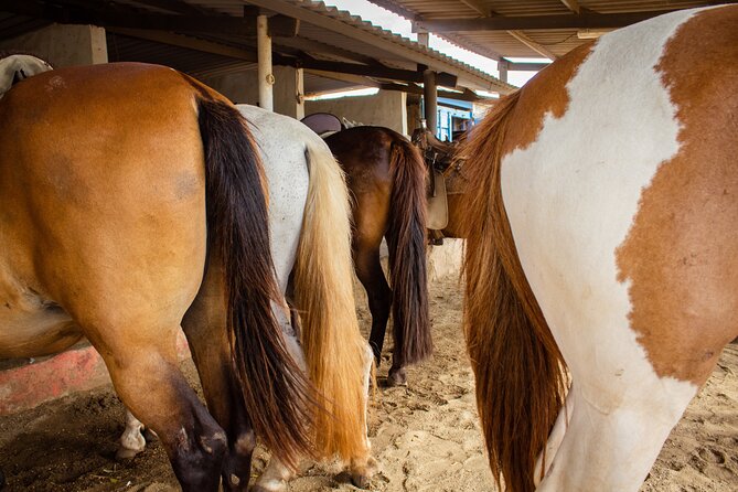 North Coast and Countryside Horseback Riding Tour in Aruba - Health and Safety Considerations