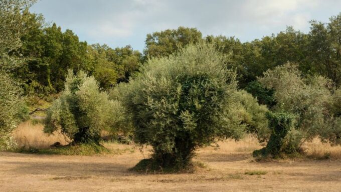 North Corfu Olive Tour With Olive Oil Tasting and Meze - Local Meze Platter
