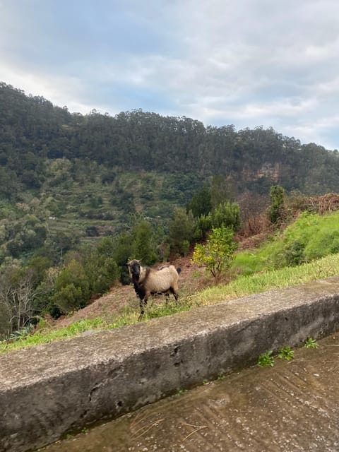 North-East Madeira Jeep Safari Tour for the Nature Lovers - Key Points