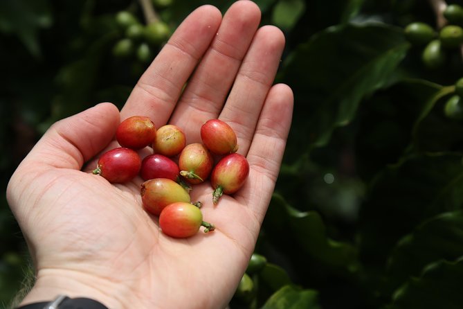 North Fields Cafe: Craft Specialty Coffee and Chocolate Tour - Logistics