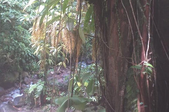 North Island Tour And Martinique Best Secret - Exploring Martiniques North Island