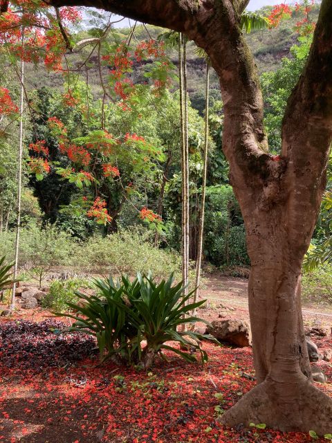 North Shore Haleiwa & Waimea Falls Valley Of The Priests! - Important Information