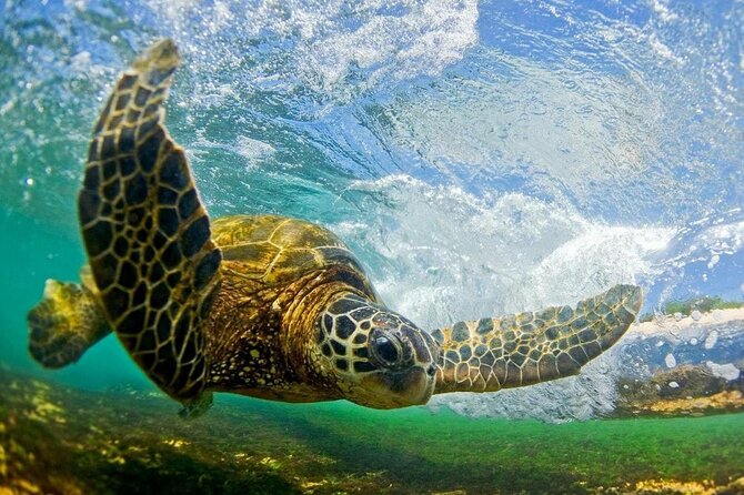 North Shore Private Tour - Inclusions and Logistics