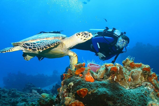 North Shore Private Tour - Exploring the North Shore