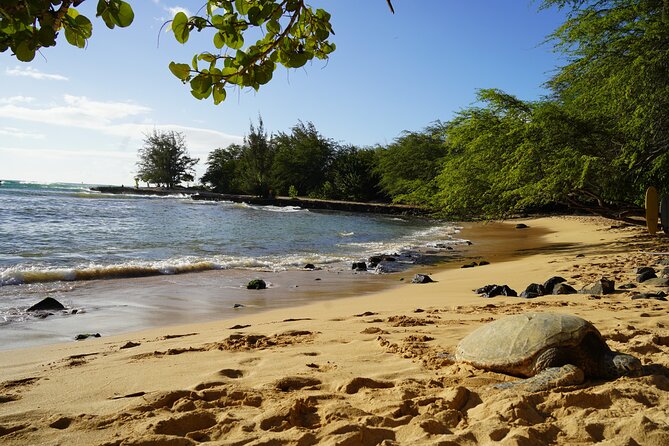 North Shore Surfing Lessons Oahu Hawaii - Instructor Quality Insights