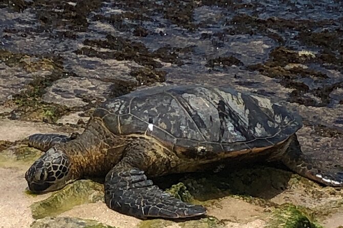 North Shore / Waimea, Falls Day & Swim With Turtles - Included in the Tour