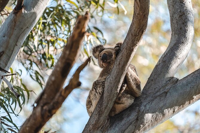 North Stradbroke Island (Minjerribah) Day Trip From Brisbane - Packing Recommendations