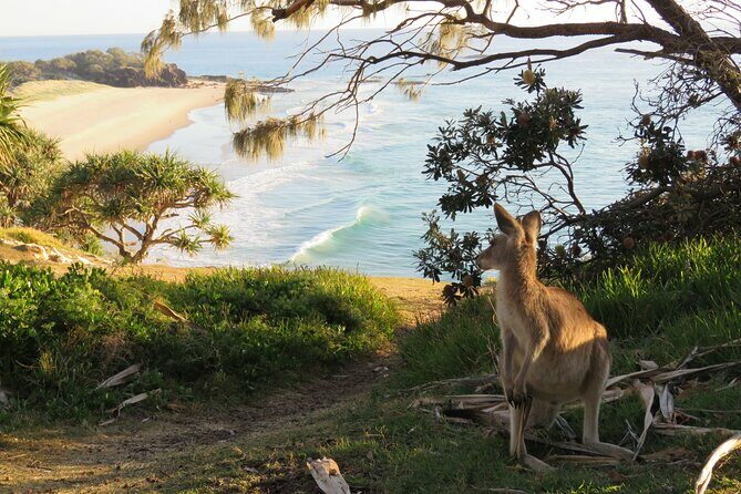 North Stradbroke Island Private Cultural Tour from Brisbane - A Closer Look at the North Stradbroke Island Private Cultural Tour