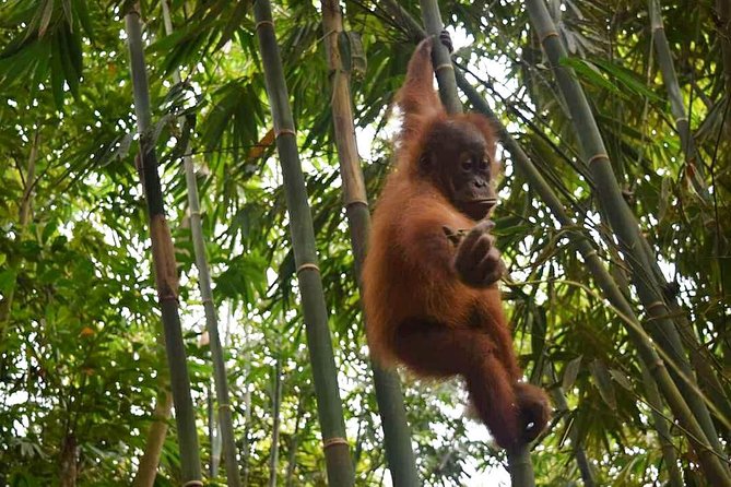 North Sumatra & Barumun Nagari Wildlife Sanctuary Program - Tour Logistics and Details