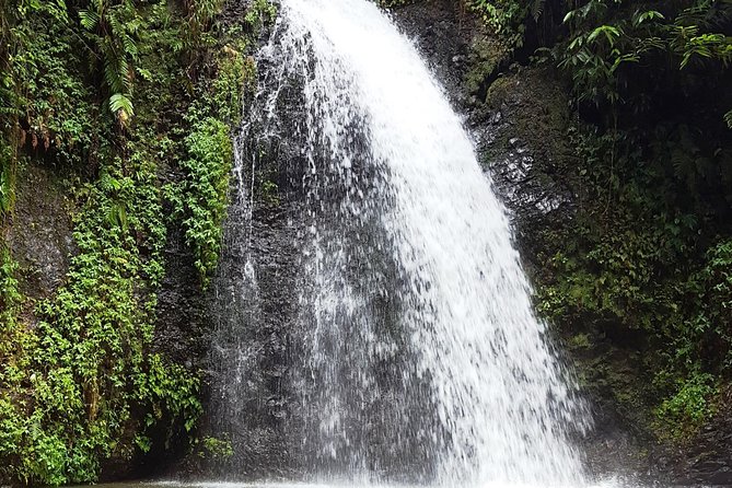North Tour: Rainforest, Rum Distillery, Black Sand Beach Etc - Transportation and Comfort