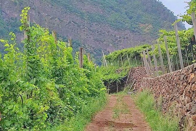 North Tour & Wine Tasting - 4x4 (Small Groups) - Exploring Sugar Cane Mill