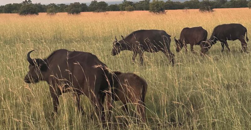 North West - PILANESBURG NATURE RESERVE - Big 5 Encounters