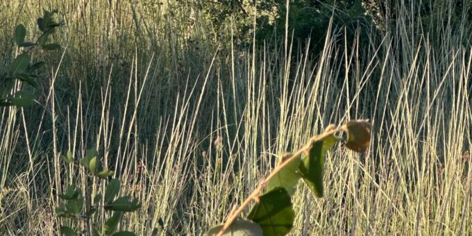North West - PILANESBURG NATURE RESERVE - Pricing and Booking