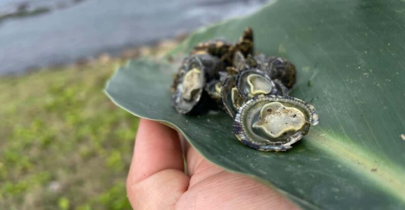 Northeast Coast Day Tour: SUP and Spearfishing Picnic - Paddleboarding and Snorkeling