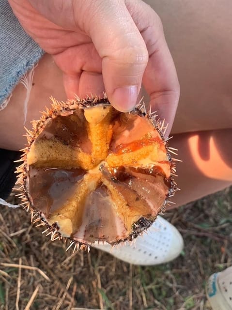 Northeast Coast Day Tour: SUP and Spearfishing Picnic - Foraging and Culinary Experience