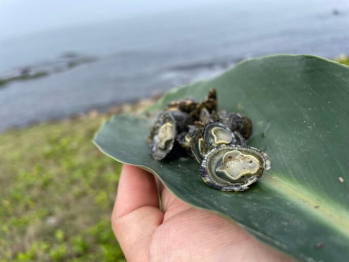 Northeast Coast Day Tour: SUP and Spearfishing Picnic - Suitability and Restrictions