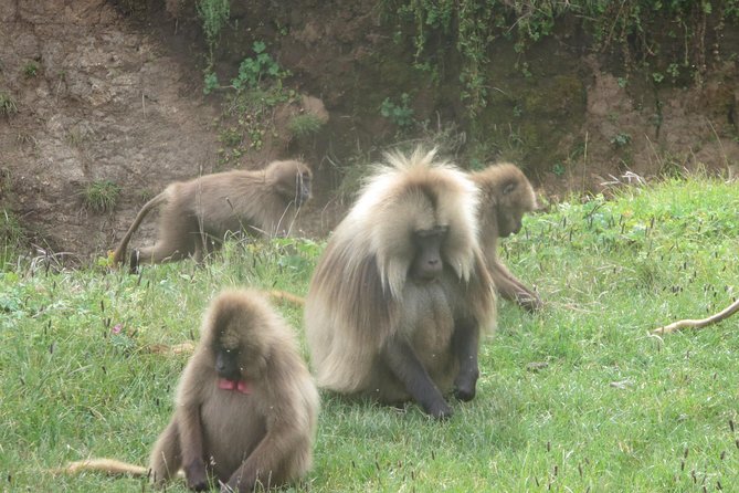 Northern Ethiopia & Trekking Simien Mountains , 10 Days - Itinerary Highlights