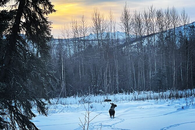 Northern Lights at Chena Hot Springs - Tour Operator Insights