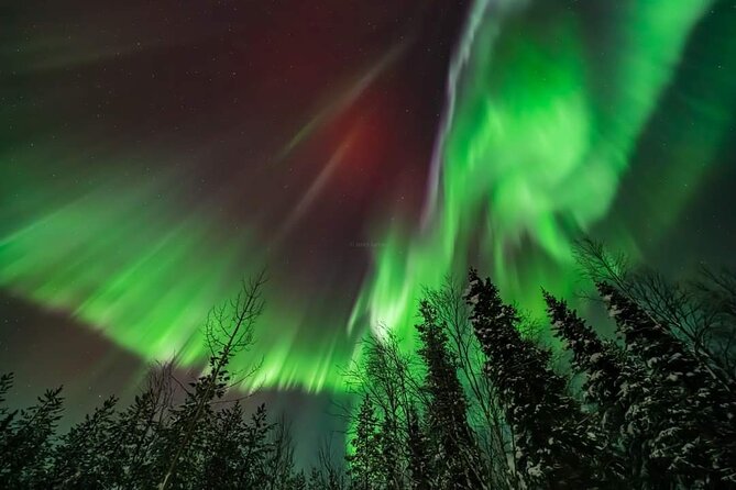 Northern Lights Hunting Tour Rovaniemi - Wildlife Sightings