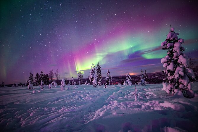 Northern Lights Wilderness Small-Group Tour From Rovaniemi - Pricing and Availability