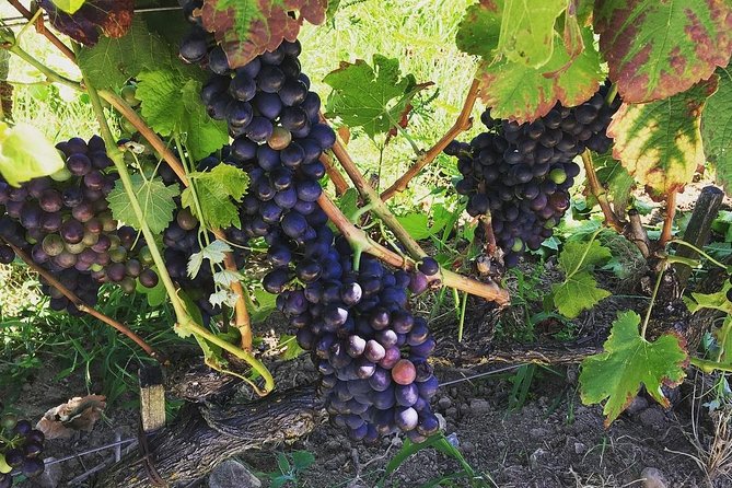 Northern Rhône Valley Wine Half Day Tour From Lyon - Wine Appellations