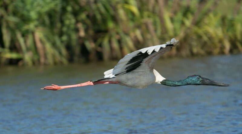 Northern Territory: Corroboree Billabong Nature Cruises - Educational Component