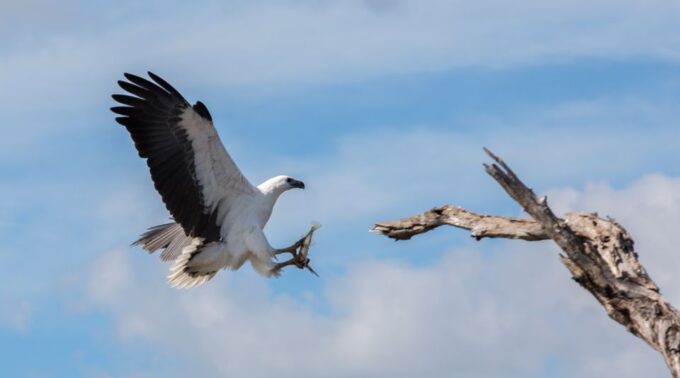 Northern Territory: Corroboree Billabong Nature Cruises - Wheelchair Accessibility