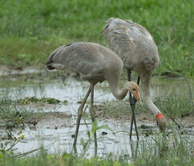 Northern Territory: Corroboree Billabong Nature Cruises - Recap