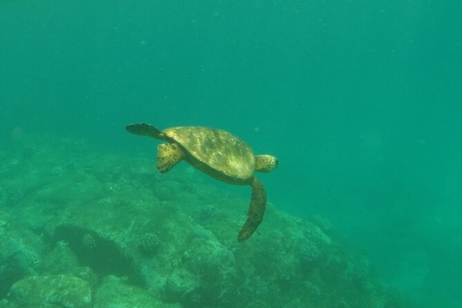 Northshore Ocean Adventure and Circle Islandjeep Tour- Guaranteed to See Turtles - Equipment Provided