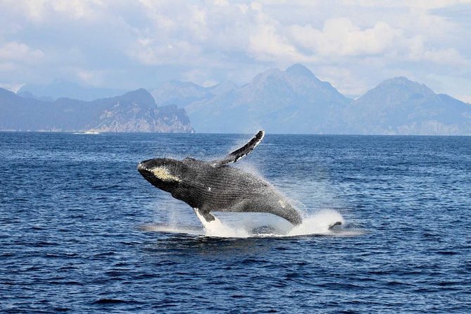 Northwestern Fjord Sightseeing Cruise From Seward - Exploring the Kenai Fjords