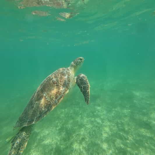 Not to Be Missed Tour; Snorkeling, Turtles and Photos. - Key Points