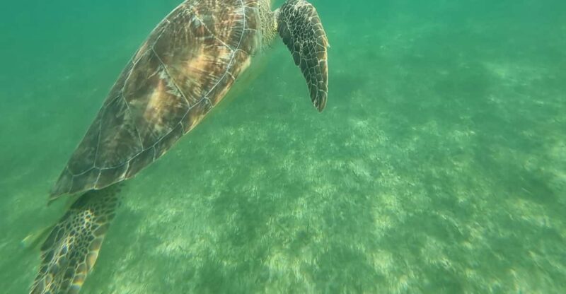 Not to Be Missed Tour; Snorkeling, Turtles and Photos. - Included Amenities