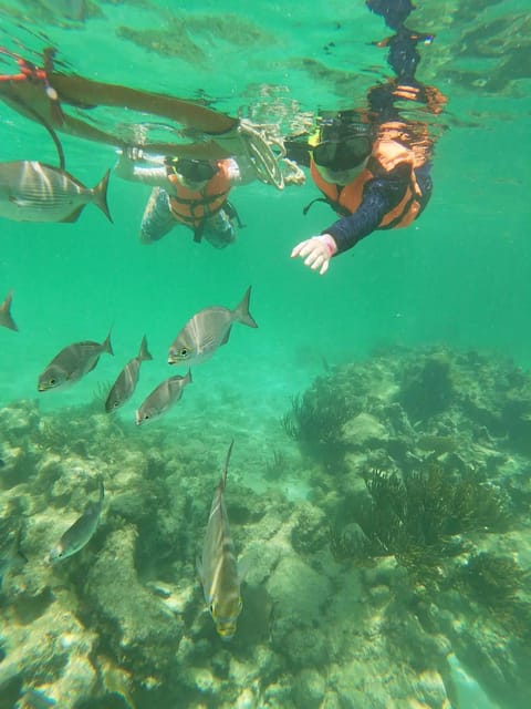 Not to Be Missed Tour; Snorkeling, Turtles and Photos. - Observing Marine Ecosystems