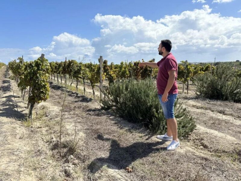 Noto: Wine Tasting and Estate Tour With Local Products - Wine Tasting Session