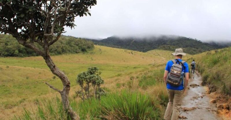 Nuawara Eliya: Horton Plains and Tea All-Inclusive Tour - Key Points