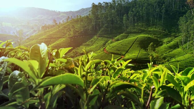 Nuawara Eliya: Horton Plains and Tea All-Inclusive Tour - Tour Duration and Cancellation Policy