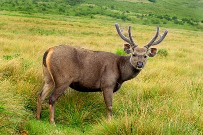 Nuawara Eliya: Horton Plains and Tea All-Inclusive Tour - Encounter With Endemic Wildlife