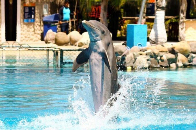 Nuevo Vallarta: Dolphin Royal Swim at Aquaventuras Park - Frequently Asked Questions