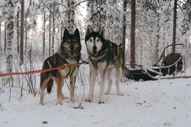 Nulkki Husky Adventure - Meeting and Pickup Options