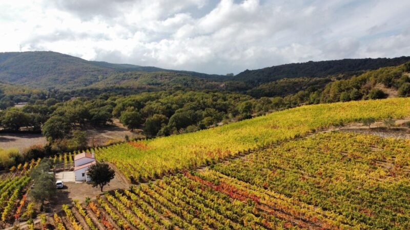 Nuoro: Vineyard Tour and Wine Tasting With Cheese and … - Key Points
