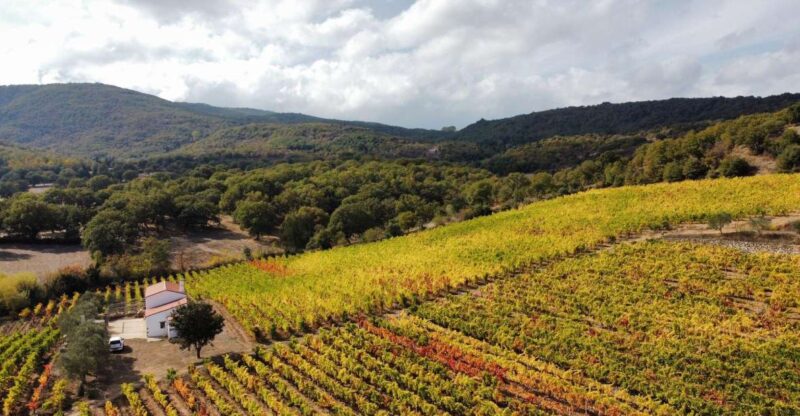 Nuoro: Vineyard Tour and Wine Tasting With Cheese and … - Pairing With Local Delicacies
