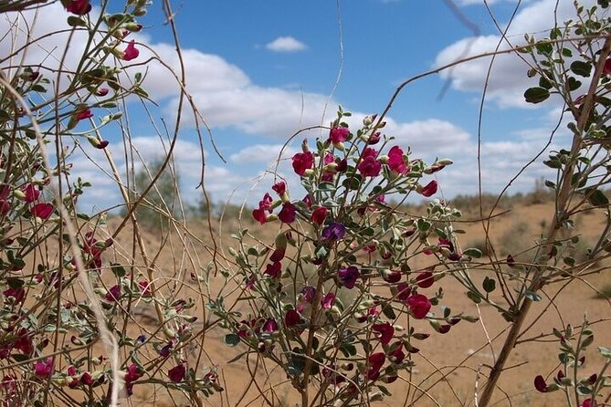 Nurata Mountain & Kyzyl-kum Desert 3 Day Tour From Samarkand or Bukhara - Inclusions