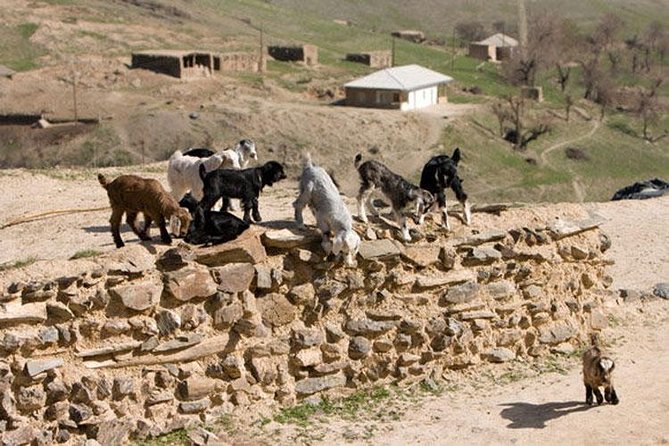 Nuratau Home Stay Observe and Live the Uzbek Rural Life - Accommodations and Meals