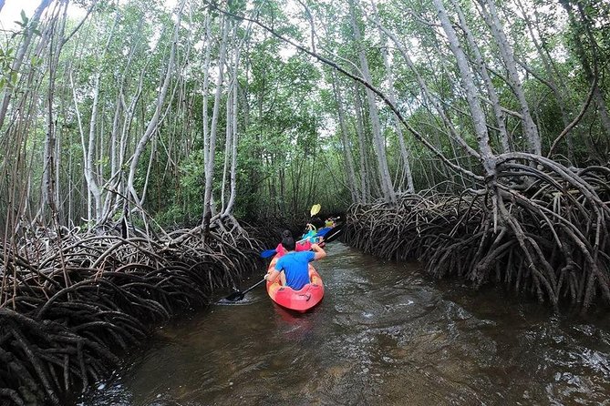 Nusa Lembongan Mangrove Kayaking or SUP With Local Transfers - Key Points