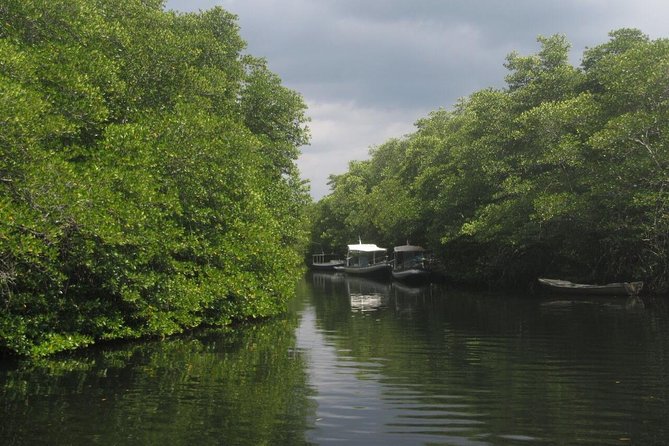 Nusa Lembongan Mangrove Kayaking or SUP With Local Transfers - Tour Pricing and Booking Details