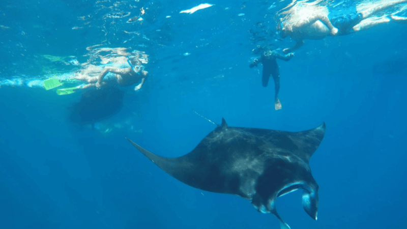 Nusa Penida: 3 Spot With Manta Snorkeling Experience - Snorkeling Experience