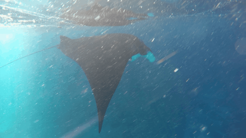 Nusa Penida: 3 Spot With Manta Snorkeling Experience - Customer Reviews