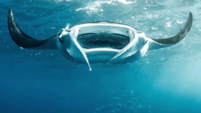 Nusa Penida: 3 Spot With Manta Snorkeling Experience - Preparing for the Trip