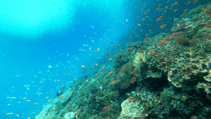 Nusa Penida: 3 Spot With Manta Snorkeling Experience - Frequently Asked Questions