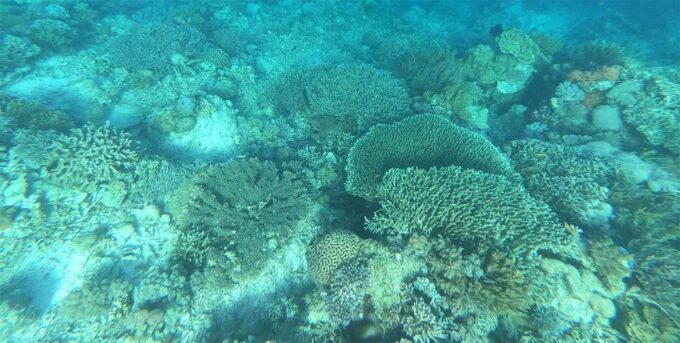 Nusa Penida: 4 Spot Snorkeling and Land Tour - Inclusions and Amenities